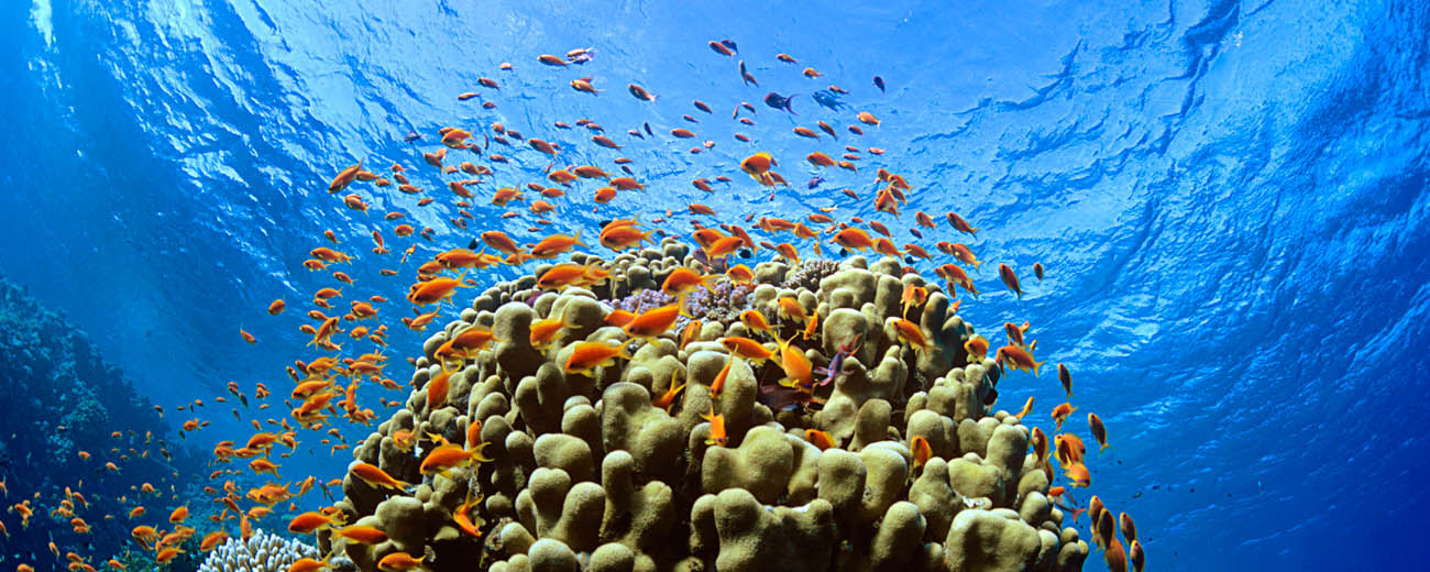 Dive Hurghada Scuba Diving in Hurghada Safe and Fun! Learn Diving