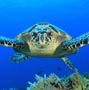 Turtle Hurghada