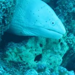 dive hurghada-diving-underwater-moray