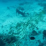 dive hurghada-diving-dive-underwater-fish-photo-red sea-hurghada-egypt