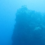 dive hurghada-diving-dive-underwater-fish-photo-red sea-hurghada-egypt-coral
