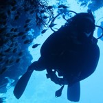 dive hurghada-diving-dive-underwater-coral-fish-red sear-hurghada-egypt