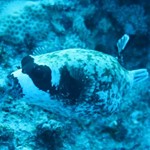 dive hurghada-diving-dive-underwater-fish-photo-red sea-hurghada-egypt