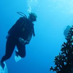 dive hurghada-diving-dive-daily-buddy-diver-safari-sea-red sea-hurghada-egypt-fun-enjoy