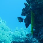 dive hurghada-diving-dive-underwater-fish-photo-red sea-hurghada-egypt