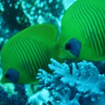 dive hurghada-diving-dive-underwater-fish-photo-red sea-hurghada-egypt