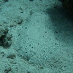 dive hurghada-diving-scuba-water-underwater-sea-red sea-fish-flat fish