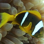 dive hurghada-diving-water-underwater-sea-red sea-egypt-hurghada-nemo-nemo fish-fish