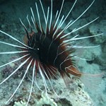 dive hurghada-diving-diver-red sea-hurghada-egypt-fish-lion fish