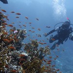 dive hurghada-diving-dive-diver-underwater-coral-fish-hurghada-sea-red sea-egypt