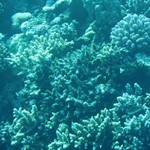 dive hurghda-sea-red sea-hurgada-egypt-coral