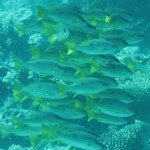 dive hurghada-diving-fish-red sea-underwater-sea-hurghada-egypt