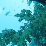 dive hurghada-sea-red sea-hurghada