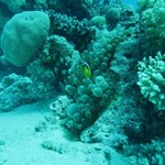 dive hurghada-hurghada-sea-red sea-egypt-diving-beatiful