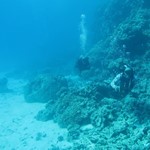 dive hurghada-diving-dive-coral-hurghada