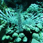 dive hurghada-lion fish-photo-underwater-sea