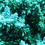 dive hurghada-red sea-photo-underwater