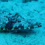 crocodile fish Rea sea