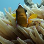 clownfish-hurghda