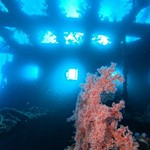 dive hurghada-diving-dive-diver-photo-wreck-abu nuhas-deep-hurghada-red sea-egypt