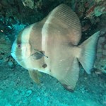 dive hurghada-diving-underwater-fish-photo-red sea-hurghada-egypt