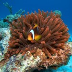 real Nemo fish _read sea 