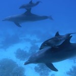 dolphin-dive-hurghada