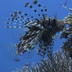 lionfish -diving in hurghada 