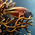 fish reef-DIVE HURGHADAD 
