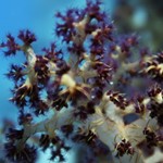 soft coral - hurghada 