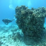 dive hurghada-diving-scuba-sea-underwater-coral-fish-diver-sun-res sea-sea-egypt-hurghada-sport