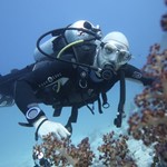 reef diving-dive in read sea 