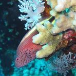 Daily Diving in Hurghada