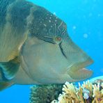 Daily Diving in Hurghada