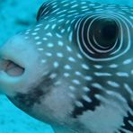 Daily Diving in Hurghada