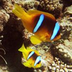 Daily Diving in Hurghada