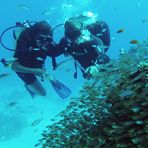 Daily Diving in Hurghada