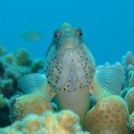 Daily Diving in Hurghada