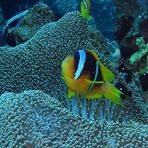 Daily Diving in Hurghada