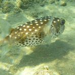 Daily Diving in Hurghada