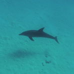 Daily Diving in Hurghada