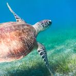 Daily Diving in Hurghada