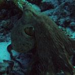 Daily Diving in Hurghada